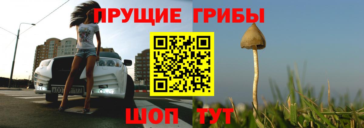 как найти закладки  Вход с VPN  Отрадный  Галлюциногенные грибы Psilocybine cubensis 