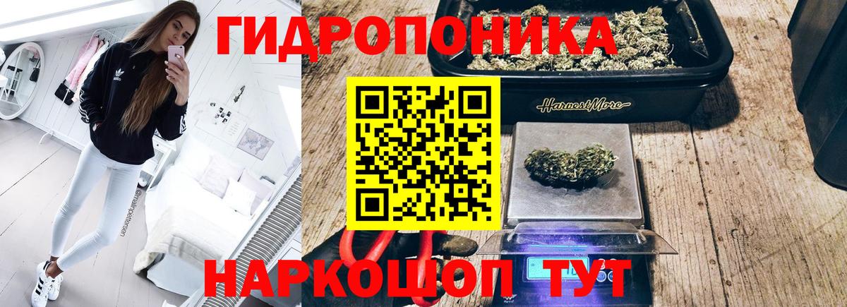 Конопля сатива Отрадный